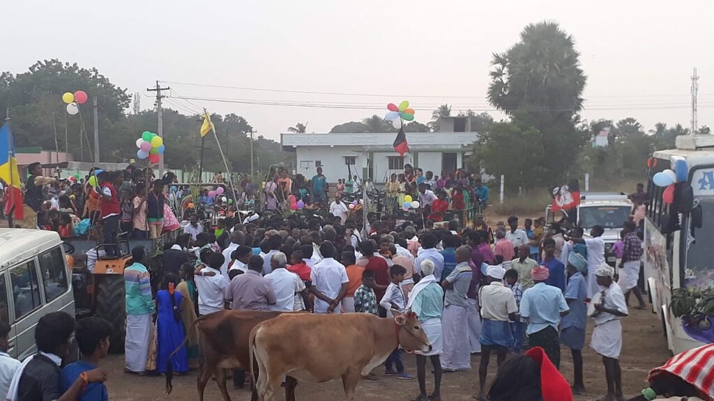 Cattle decorated for Maattu Pongal in Tamil Nadu