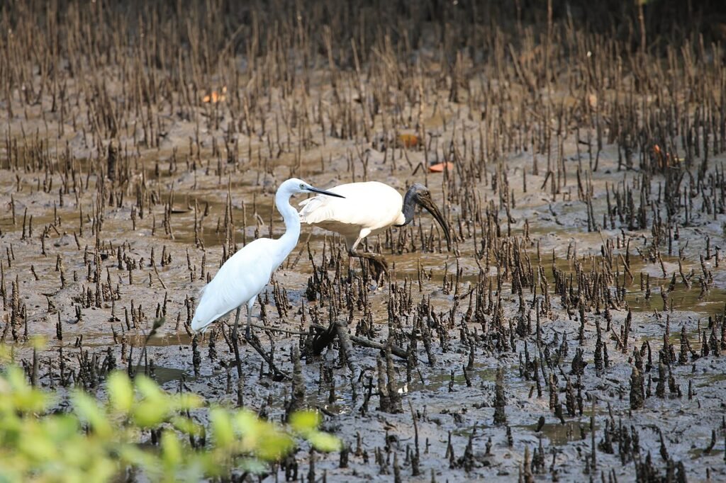 Black headed ibis and little egret, Salim Ali Bird Sanctuary, Goa.jpg — related to The Jobless Year