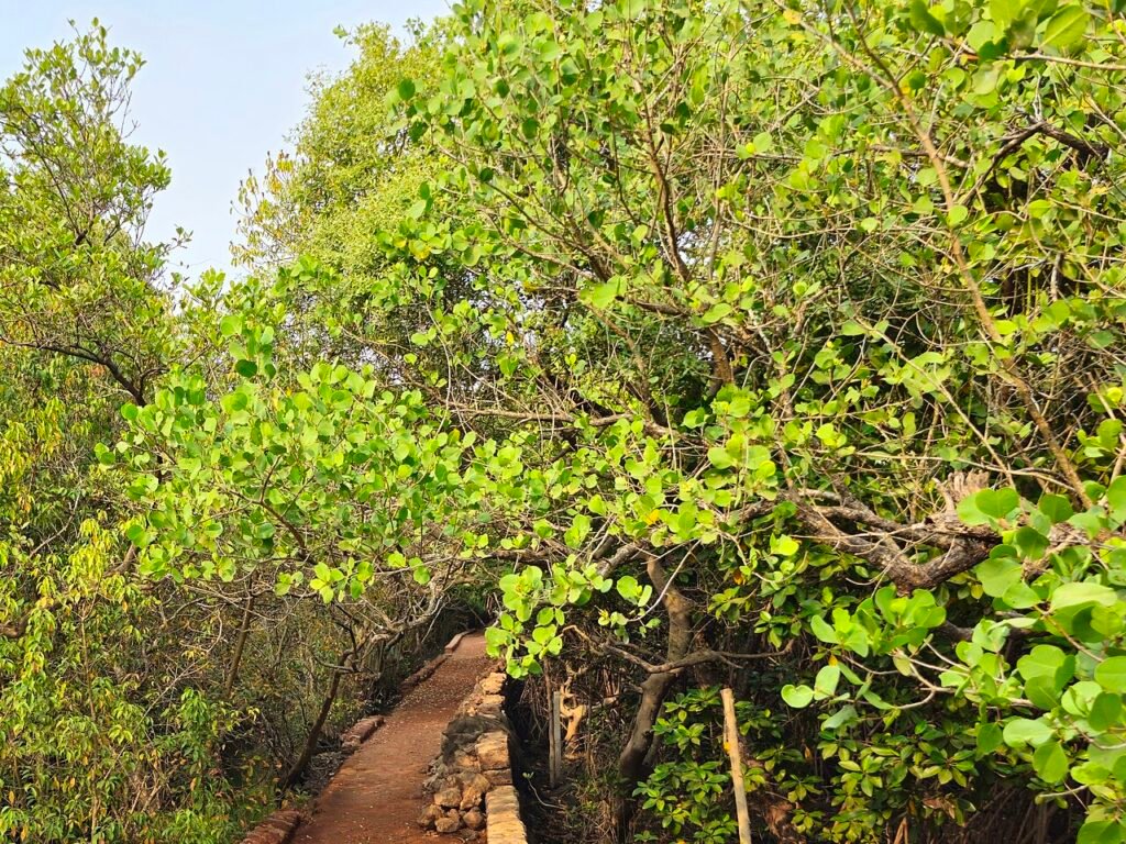 Salim Ali Bird Sanctuary, Goa.jpg — related to The Jobless Year