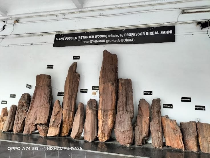 Plant fossils collected by Professor Birbal Sahni from Myanmar (formerly Burma) at LU.jpg — related to Birbal Sahni: The Scientist Who Unlocked India’s Prehistoric Forests