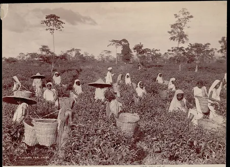 The Cup that was Sold to Us before We Loved it Indentured labourers working in the early British Assam tea plantations